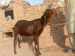 doodh