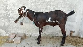 nagra betl bakra sale age 3months