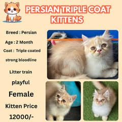 persian kitten | persian cat | Calico kitten| triple coated kittens