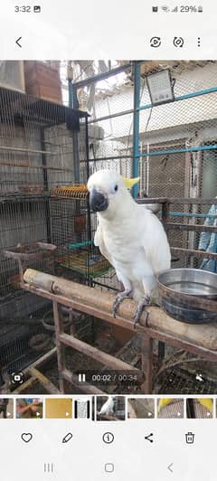 MIDDIUM SULPHUR COCKATOO FOR SALE