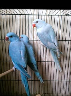 Blue ring necks self babies