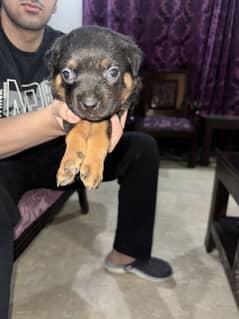 Rottweiler
