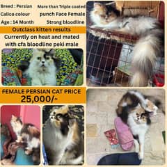 Persian Breeder cats| punch /doll face| cfa bloodline peki pair