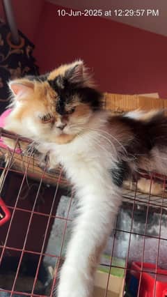 Persian