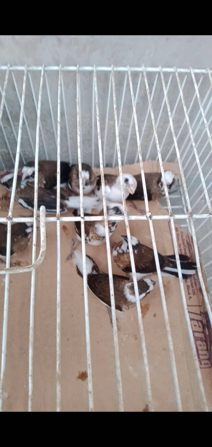 White Java , Goldian, kabootar, Bajri, Finch, Matki, Aseel chicks 10