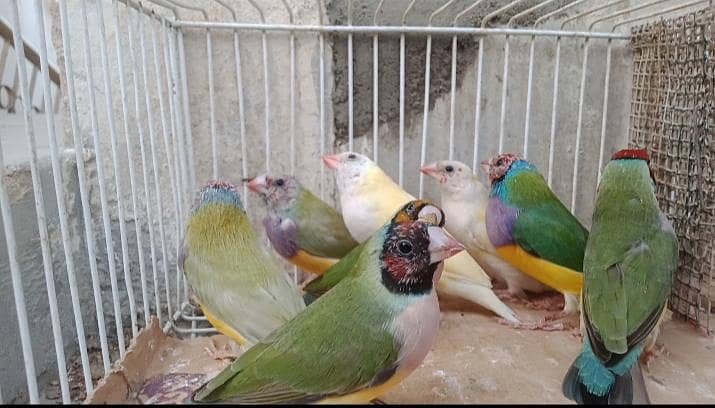 White Java , Goldian, kabootar, Bajri, Finch, Matki, Aseel chicks 11