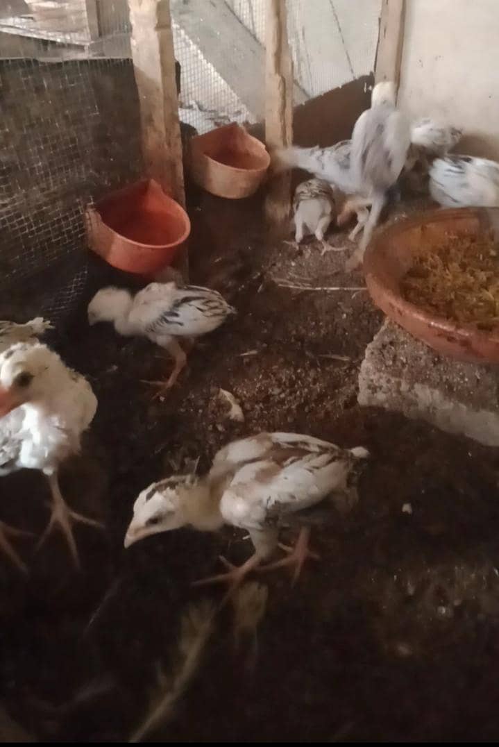 White Java , Goldian, kabootar, Bajri, Finch, Matki, Aseel chicks 12
