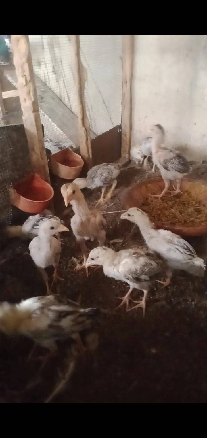 White Java , Goldian, kabootar, Bajri, Finch, Matki, Aseel chicks 13
