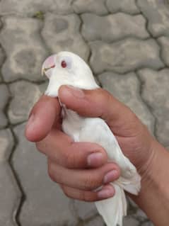 Lovebirds