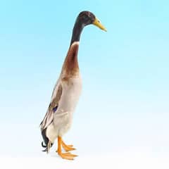 Muscovy