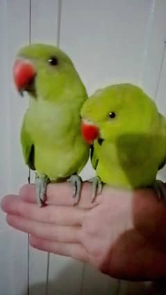 Green ringneck parrots self chicks handtame pair
