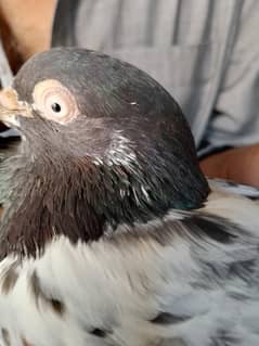 Rampuri female taddy male for sale
