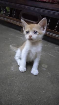 cat for sale