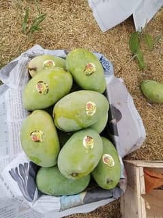 Khanzada mango farm