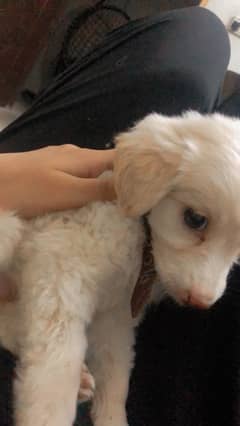 cute