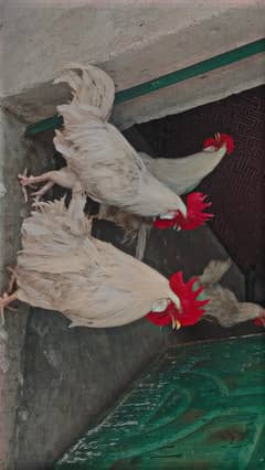 White Desi Murgha
