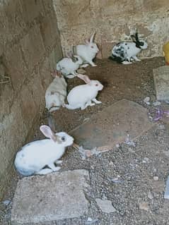 Rabbit