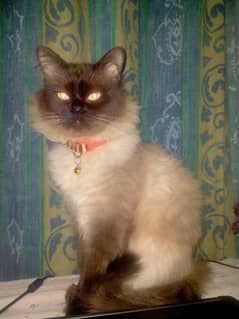 " Adorable Siamese Cat for Sale - Loving & Playful "