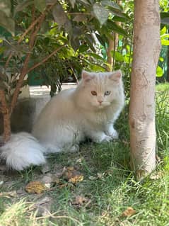 Pure White Pursion Male  Different Eye's Color