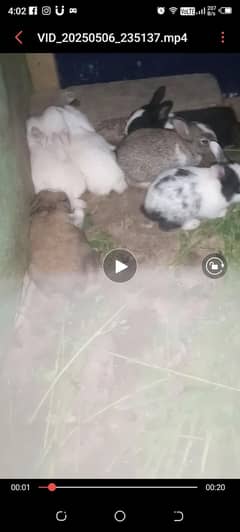 rabbit babies for sale