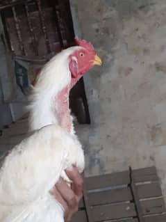 paper white Asset heera