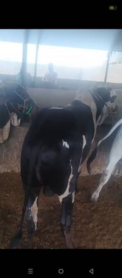 4 bulls heavy weight