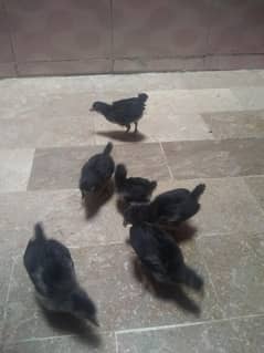 Pure Austrolop chicks ,age:  3 weeks