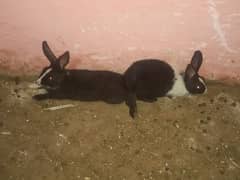 rabbits for sale