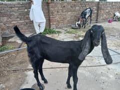 pur ambr bitr saihwali