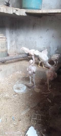 heera chicks