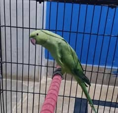 Green Parrot