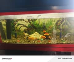 Aquarium | Fish Aquarium For Sale | Aquarium With All  Accessories