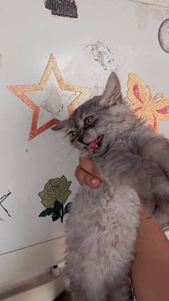 MENICON KITTEN AVAILABLE