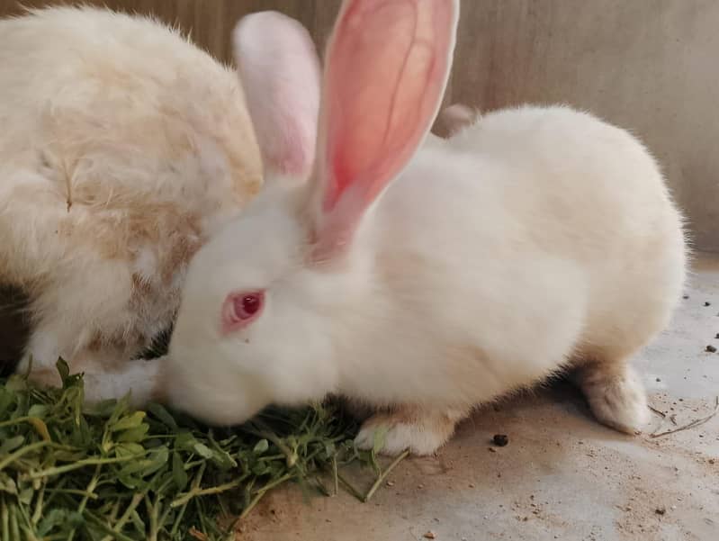 New Zealand White Rabbit (khargosh) 5