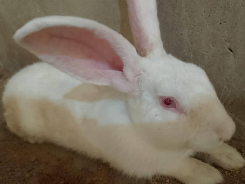 New Zealand White Rabbit (khargosh) 6