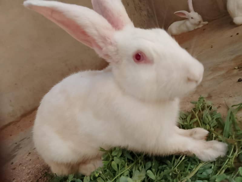 New Zealand White Rabbit (khargosh) 7