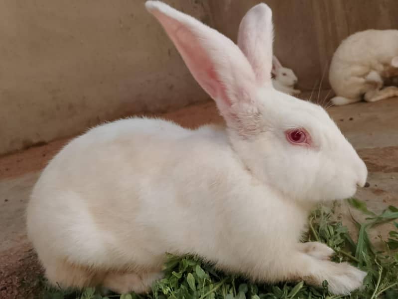 New Zealand White Rabbit (khargosh) 8