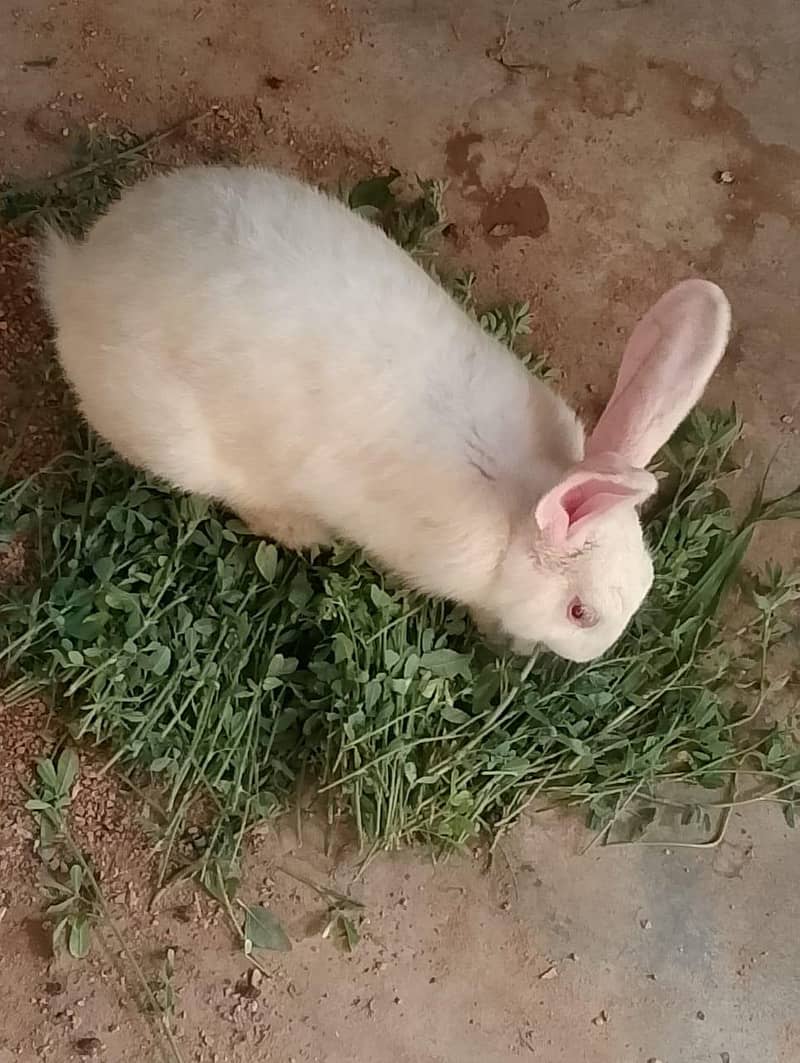 New Zealand White Rabbit (khargosh) 9