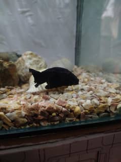ranchu