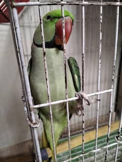 pahari full size friendly parrot
