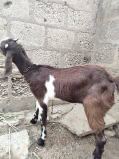bakri path or palai  cows (bachra) goats sheeps sub Kuch