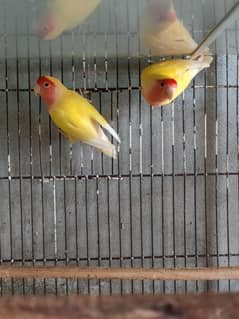 common Latino Red eyes breeder pair