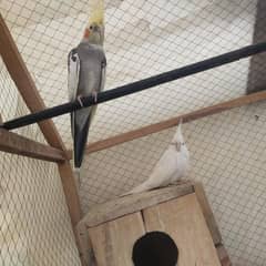 cocktail breeder pair far sale  aik bach be Sath h