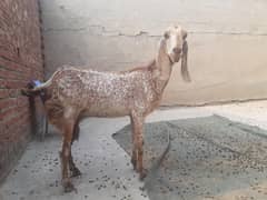 pure makhi chini bakri for sale