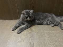 For metting Male cat 03258045854