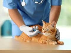 Cat & Dog Vaccination