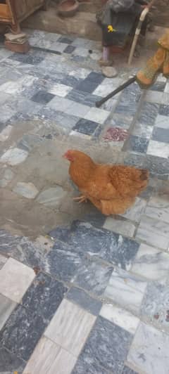 eggs laying healthy and active