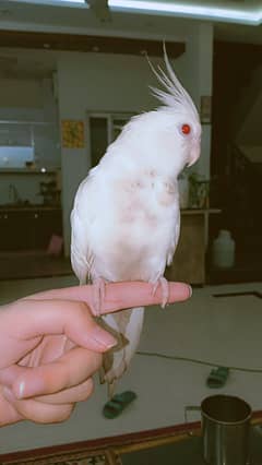 Albino Red eyes cockatiel bird