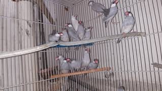 silver and white java breeder pairs finches