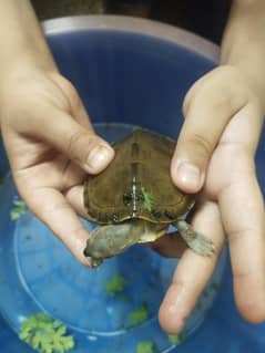 Turtle 70% off